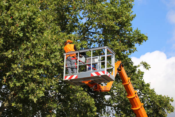 How Our Tree Care Process Works  in Burton, OH